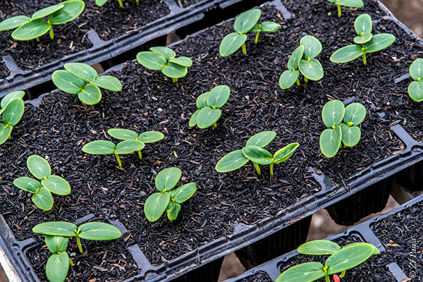 plantas