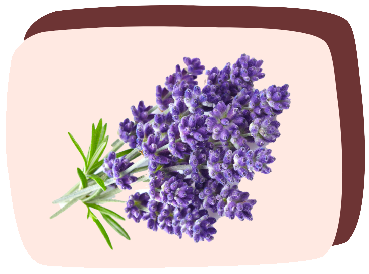 foto de lavanda