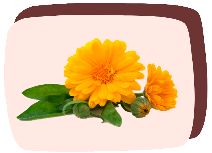 foto de calendula